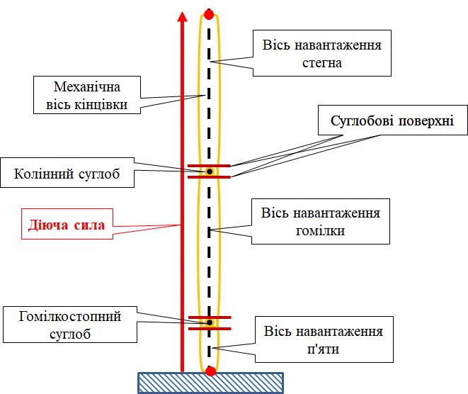 Correct formation: the load axes coincide with the mechanical axis of the limb