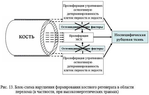 Гістограма порівняння показників проліферативної активності МСК, клітин періосту та ендосту у тварин.