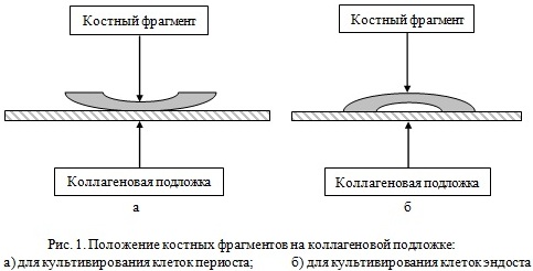 Фазово-контрастна мікроскопія моношару клітин окістя та ендосту