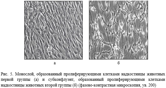 Мікрофотографія морфології клітинних культур періосту та ендосту