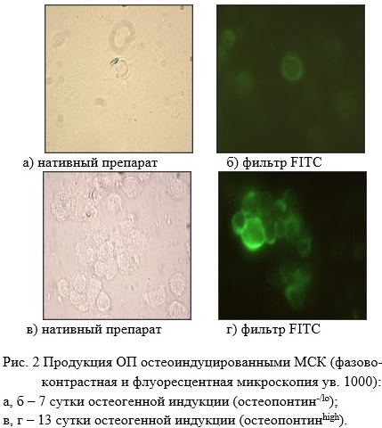 Bar chart comparing osteopontin-producing MSC percentages across various induction days.