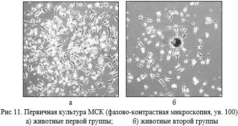 Схема культивування ізольованих клітин окістя (а) та клітин ендосту (б) на колагеновій підкладці.