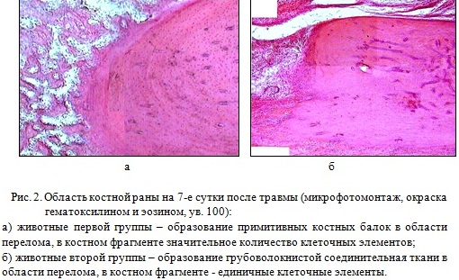 Гістограма порівняння кількості життєздатних МСК кісткового мозку у тварин різних груп після травми.