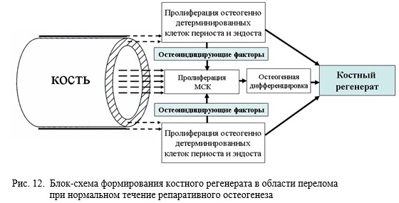 Діаграма порівняння проліферативної активності клітин періосту, ендосту та МСК у різних групах тварин.